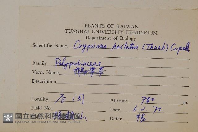 三葉茀蕨藏品圖，第2張