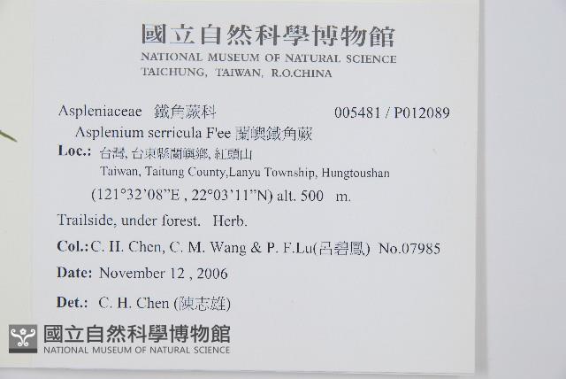 蘭嶼鐵角蕨藏品圖，第2張