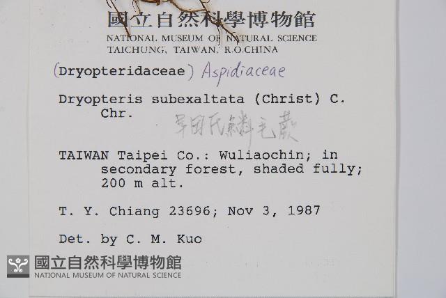 早田氏鱗毛蕨藏品圖，第2張