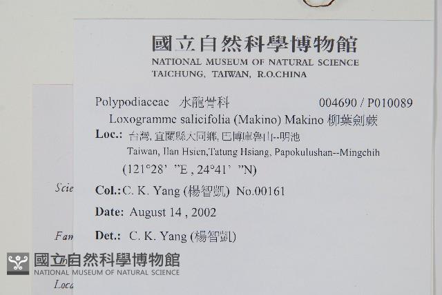 柳葉劍蕨藏品圖，第2張