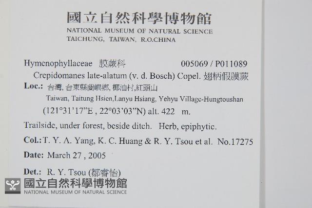 圓唇假脈蕨藏品圖，第2張