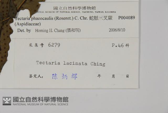 蛇脈三叉蕨藏品圖，第2張