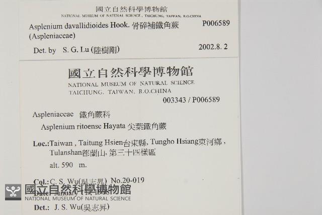 骨碎補鐵角蕨藏品圖，第2張