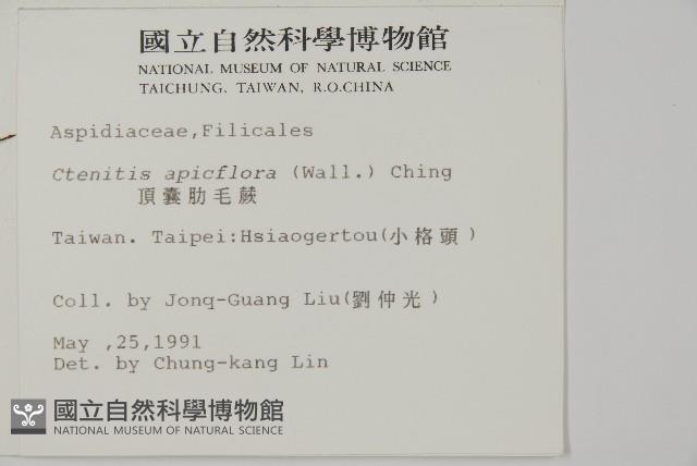 早田氏鱗毛蕨藏品圖，第2張