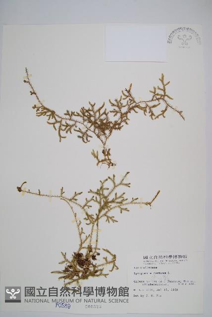 過山龍藏品圖，第1張