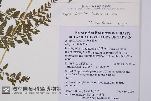 三回蹄蓋蕨藏品圖，第2張