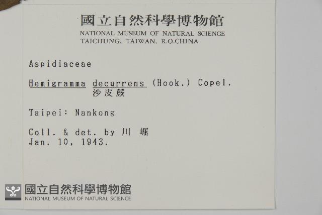 翅柄三叉蕨藏品圖，第2張