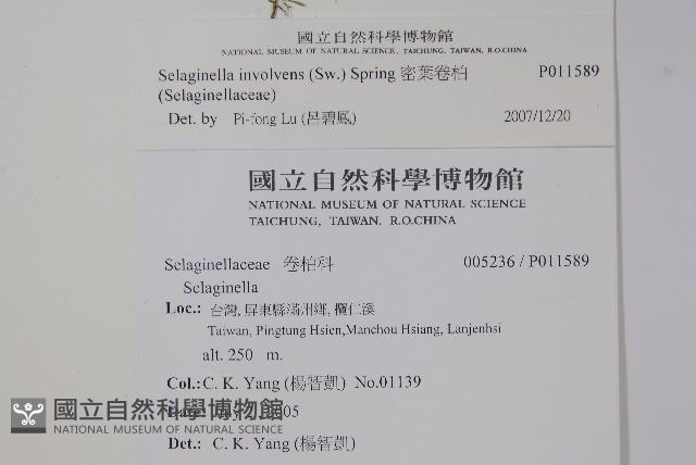 異葉卷柏藏品圖，第2張