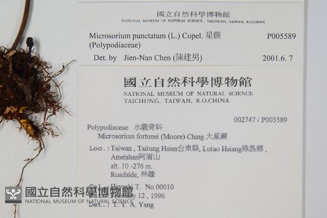 星蕨藏品圖，第2張