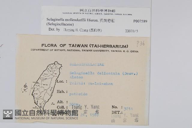 異葉卷柏藏品圖，第2張