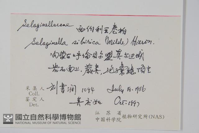 西伯利亞卷柏藏品圖，第2張