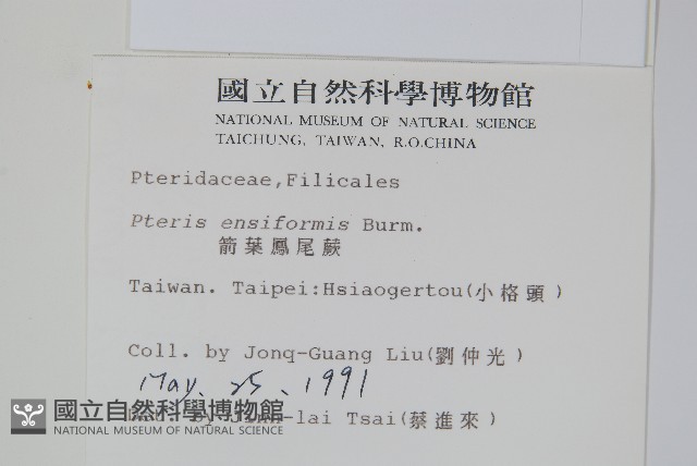 箭葉鳳尾蕨藏品圖，第2張