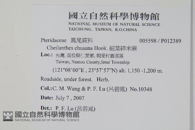 細葉碎米蕨藏品圖，第2張