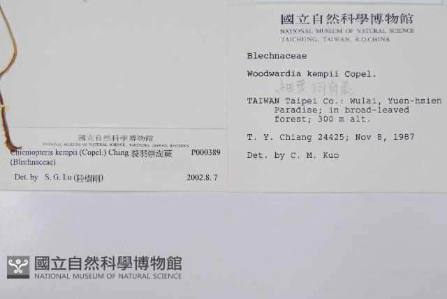 裂羽崇澍蕨藏品圖，第2張