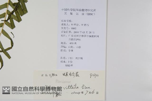 鱗蓋鳳尾蕨藏品圖，第2張