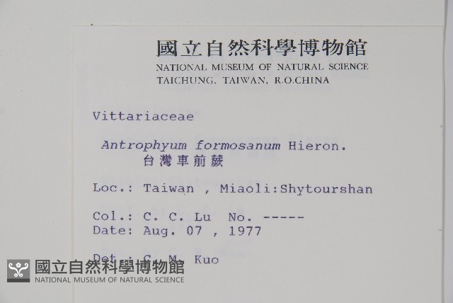 臺灣車前蕨藏品圖，第2張