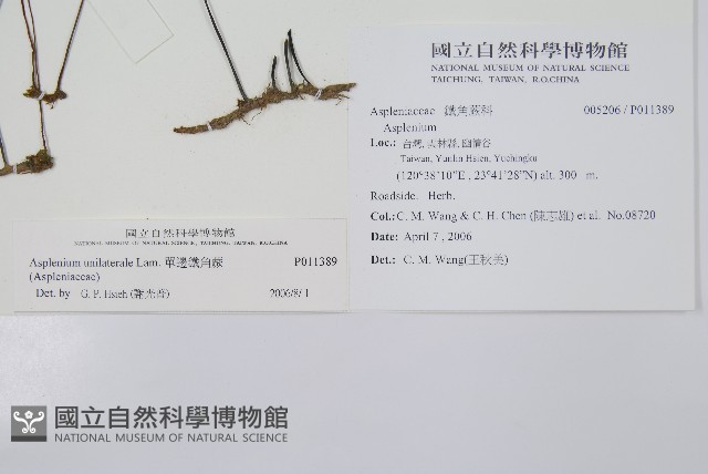 單邊鐵角蕨藏品圖，第2張