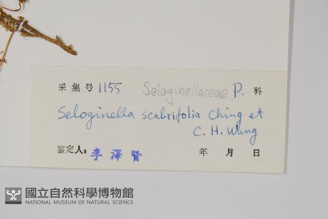 糙葉卷柏藏品圖，第2張