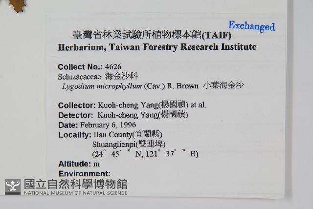 小葉海金沙藏品圖，第2張