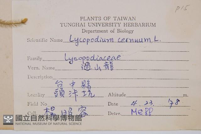 過山龍藏品圖，第2張