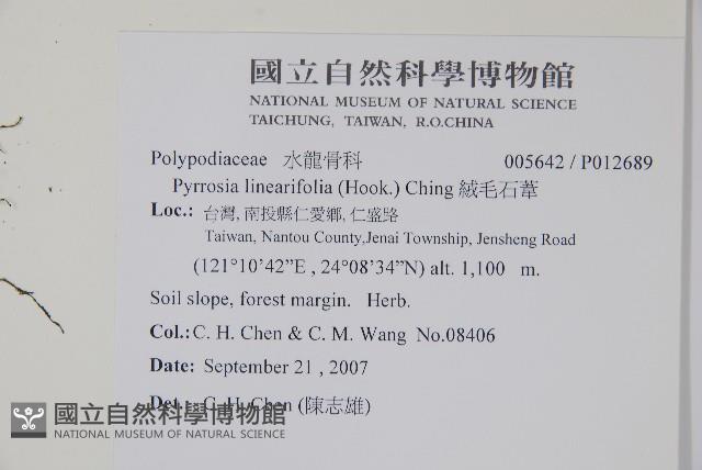 絨毛石葦藏品圖，第2張