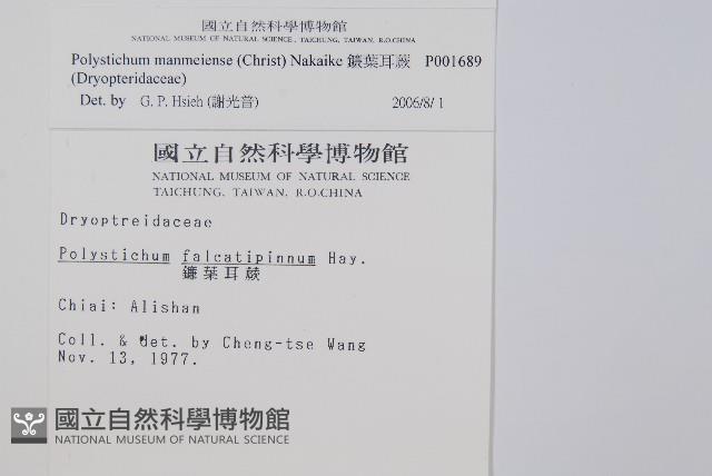 鐮葉耳蕨藏品圖，第2張