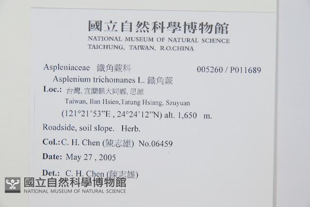 三翅鐵角蕨藏品圖，第2張