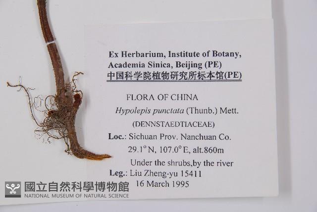 姬蕨藏品圖，第2張