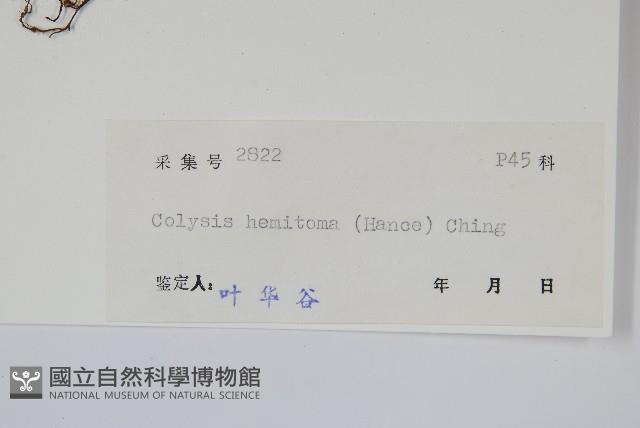 胃葉線蕨藏品圖，第2張