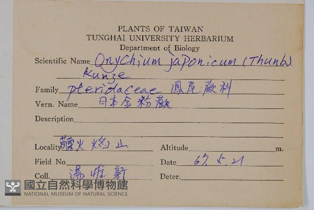 日本金粉蕨藏品圖，第2張