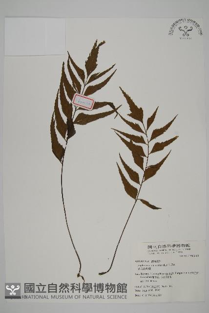 革葉鐵角蕨藏品圖，第1張