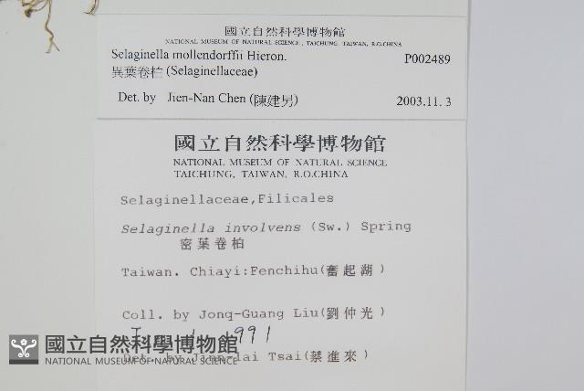 異葉卷柏藏品圖，第2張