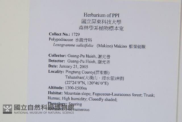 柳葉劍蕨藏品圖，第2張