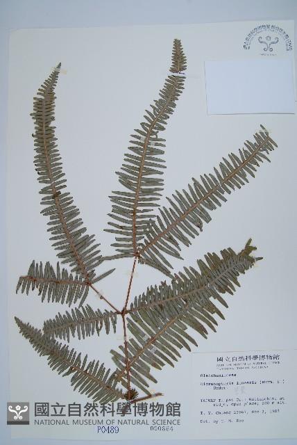 芒萁藏品圖，第1張