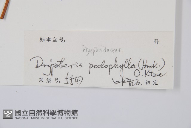 柄葉鱗毛蕨藏品圖，第2張