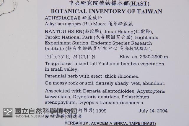 蓬萊蹄蓋蕨藏品圖，第2張