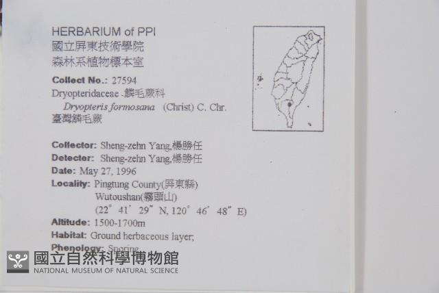 臺灣鱗毛蕨藏品圖，第2張