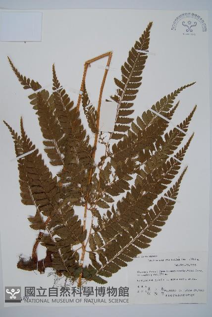 斜方複葉耳蕨藏品圖，第1張
