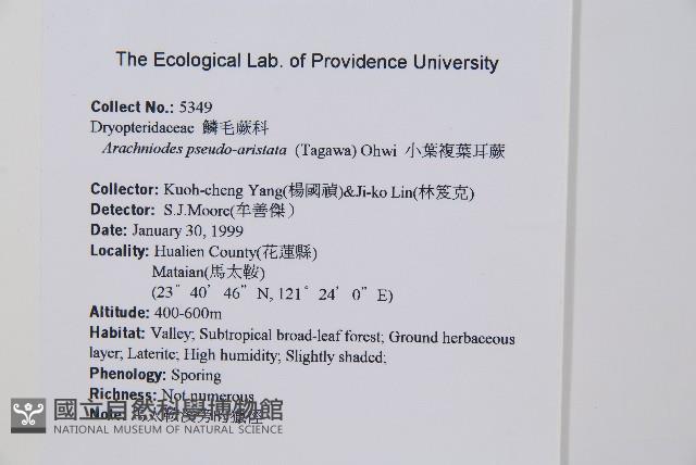 小葉複葉耳蕨藏品圖，第2張