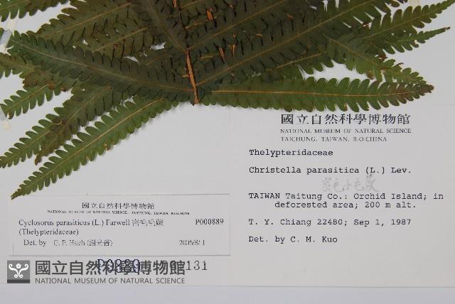 密毛毛蕨藏品圖，第2張