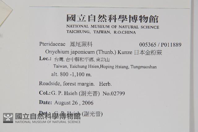 日本金粉蕨藏品圖，第2張