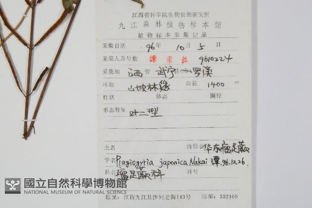 華東瘤足蕨藏品圖，第2張