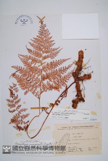 台灣小膜蓋蕨藏品圖，第1張