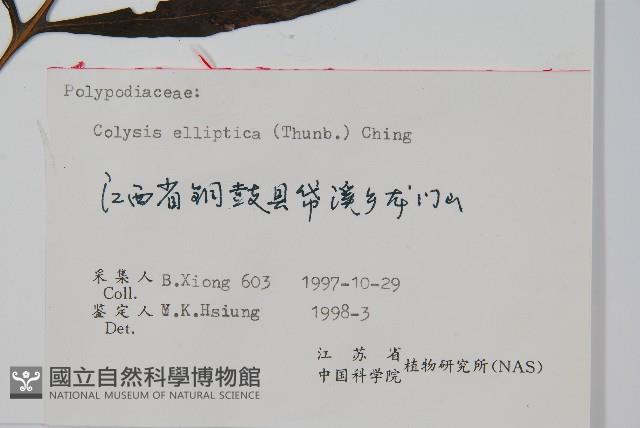 橢圓線蕨藏品圖，第2張