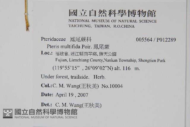 鳳尾蕨藏品圖，第2張