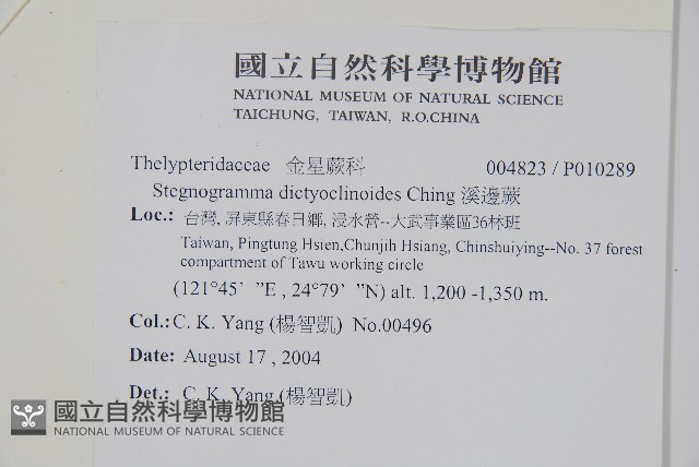 溪邊蕨藏品圖，第2張