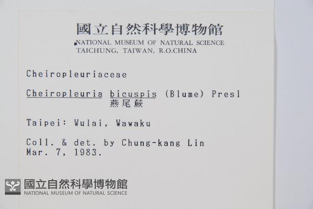 燕尾蕨藏品圖，第2張