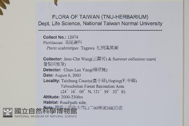 紅柄鳳尾蕨藏品圖，第2張