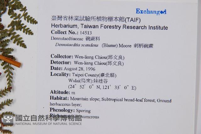 刺柄碗蕨藏品圖，第2張