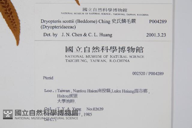 史氏鱗毛蕨藏品圖，第2張